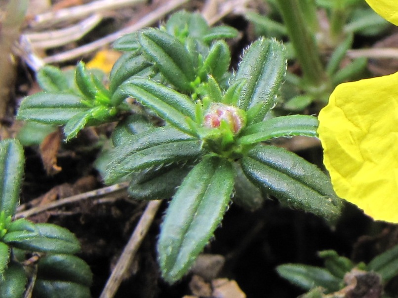 Helianthemum nummularium / Eliantemo maggiore